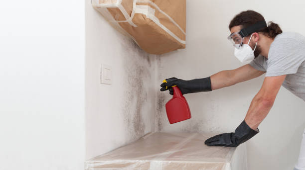 Professional Attic Mold Remediation technician working in Williston Park, NY