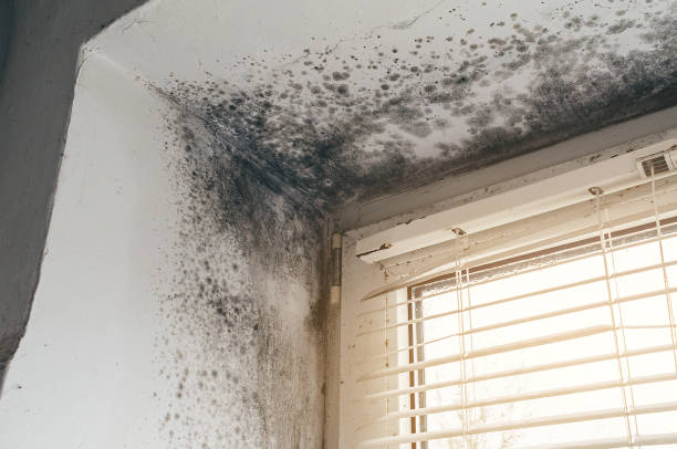 Affordable Attic Mold Remediation solutions in Williston Park, NY